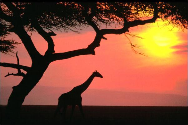 Giraffaetramonto