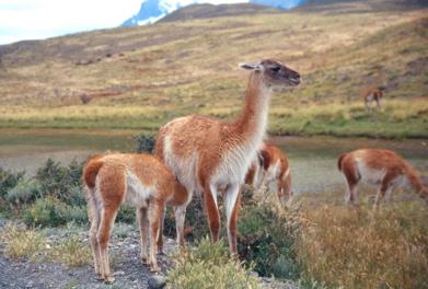 Paineguanachi