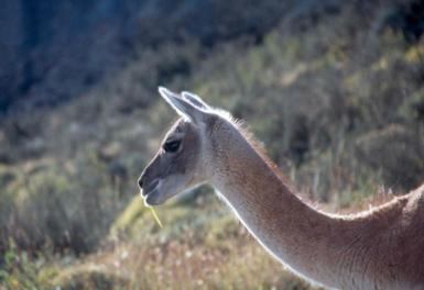 Paineguanaco